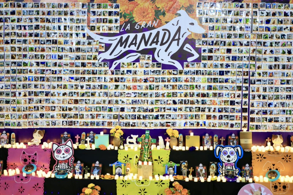 Celebra Cecilia Patr&oacute;n la vida y memoria de los animales de compa&ntilde;&iacute;a con el Pix&aacute;n Peek