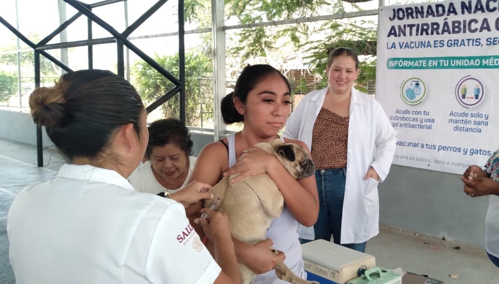 Vacunarán contra la rabia a más de 10 mil mascotas de Tizimín