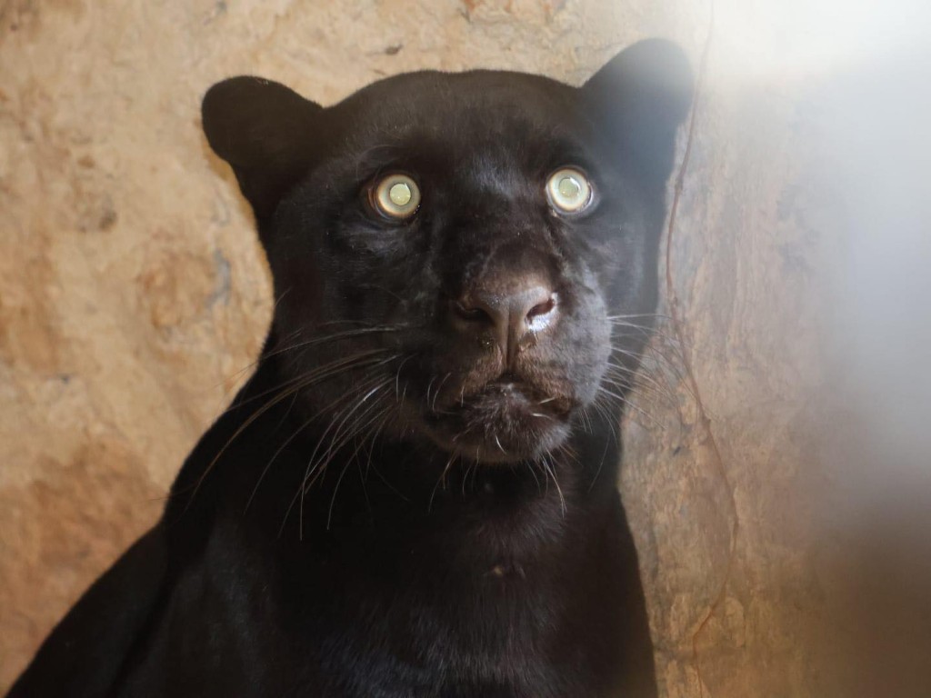 Boxito es el nuevo inquilino y atractivo del zoológico de Tizimín