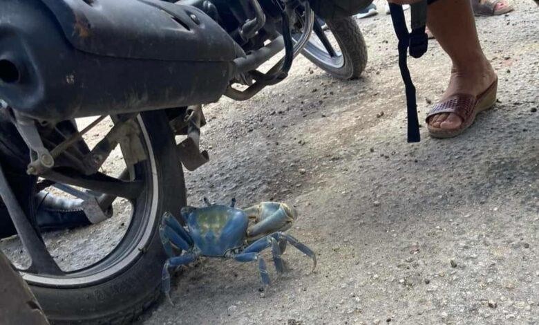 Avistan cangrejo azul en el centro de Tizimín