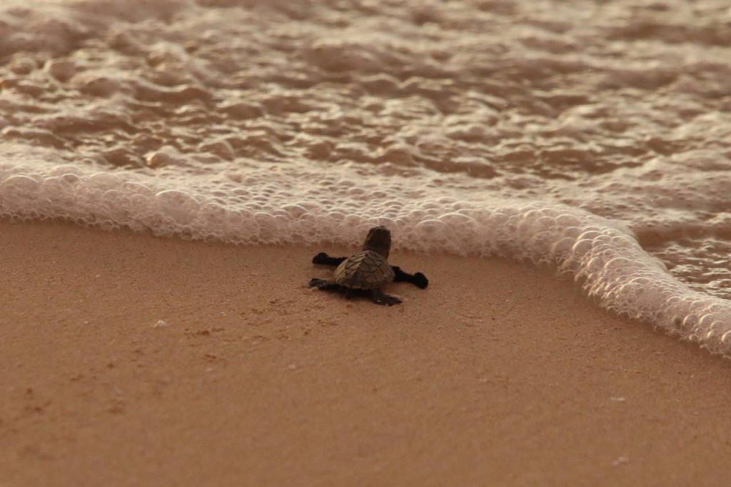 Liberan más de 200 tortugas carey en Sisal