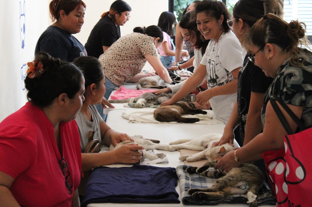 Atienden colonias en Mérida con sobrepoblación de gatos