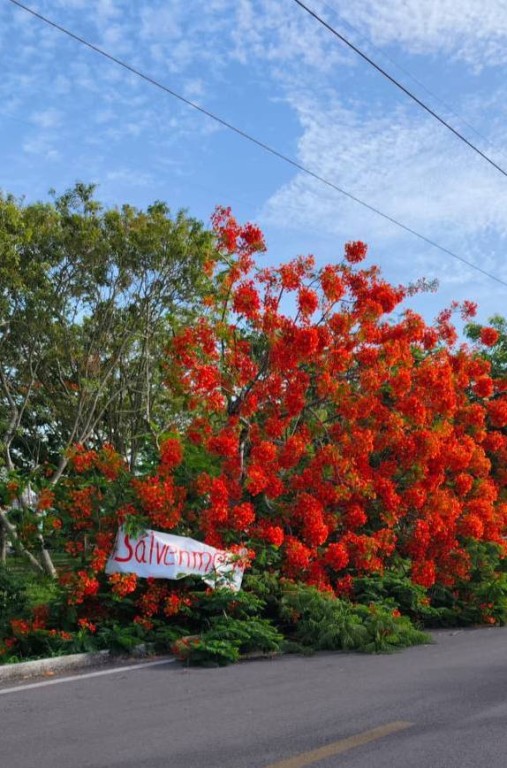 Ayuntamiento de Mérida y vecinos de Pinos del Norte se unen para salvar un flamboyán