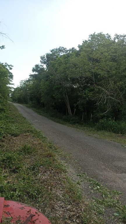 Continúa limpieza de orillas de carreteras en Tizimín