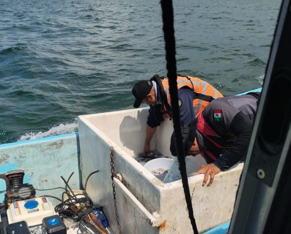 Tres detenidos por captura de pulpo