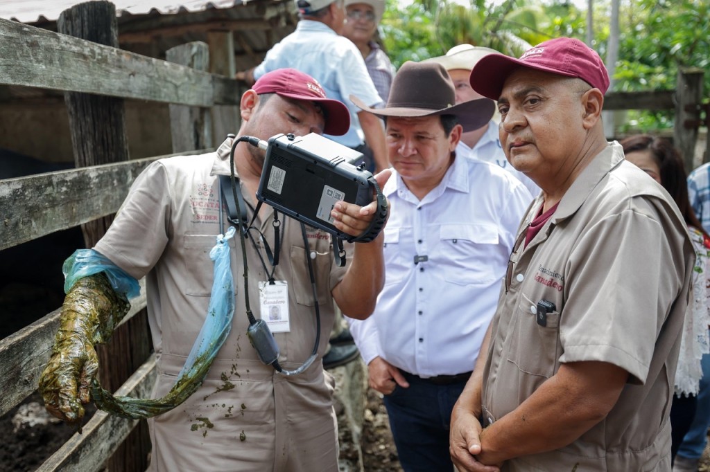 Fortalece Yucatán su ganadería con apoyo técnico y genética de alto nivel