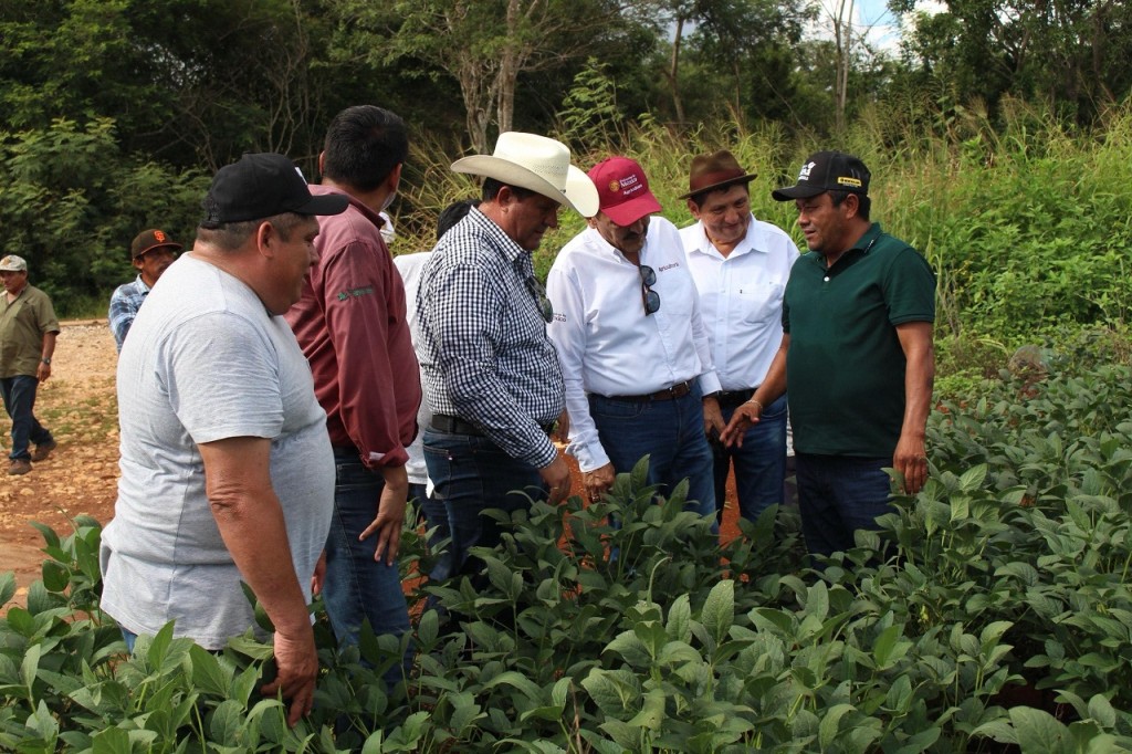 Se consolida la producción de soya huasteca, en Tekax