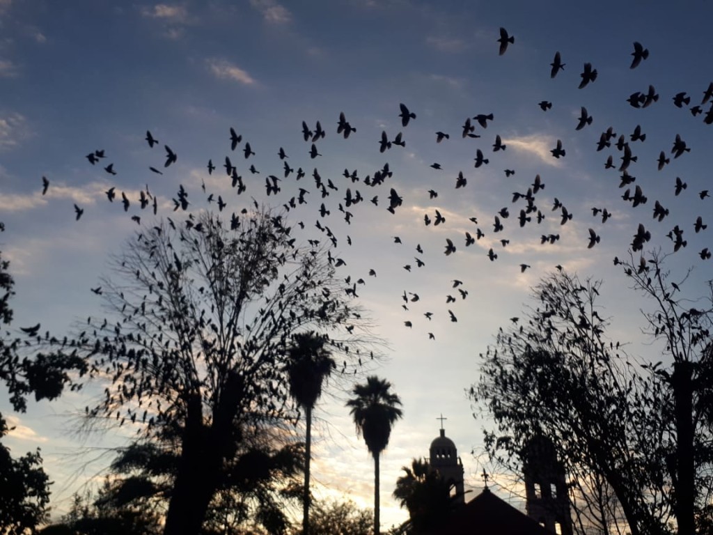 Desde Norteamérica hasta Yucatán: la impresionante migración de aves
