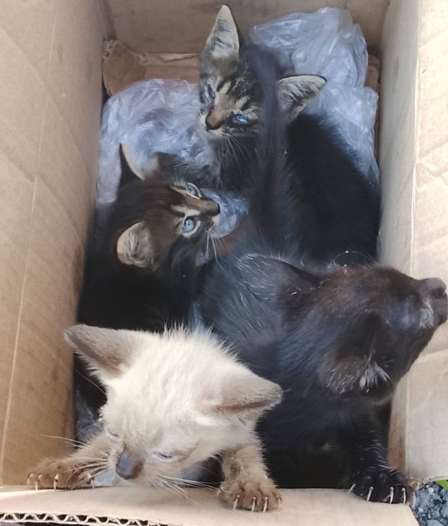 La Policía de Tizimín exhorta a denunciar casos de maltrato animal