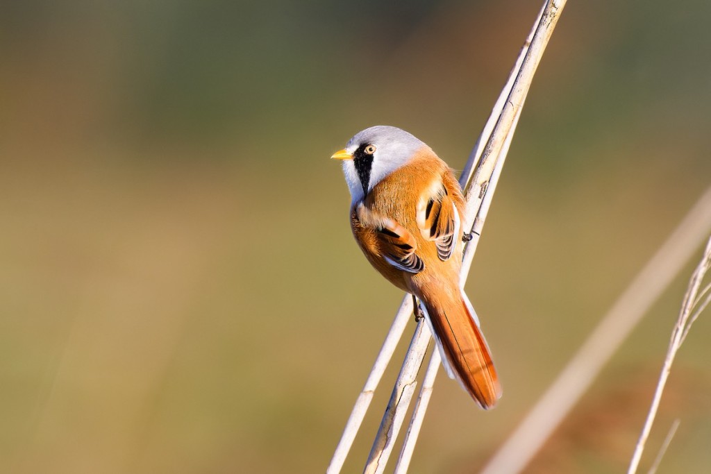Se aproximan a Yucatán millones de aves, es el “October big day”