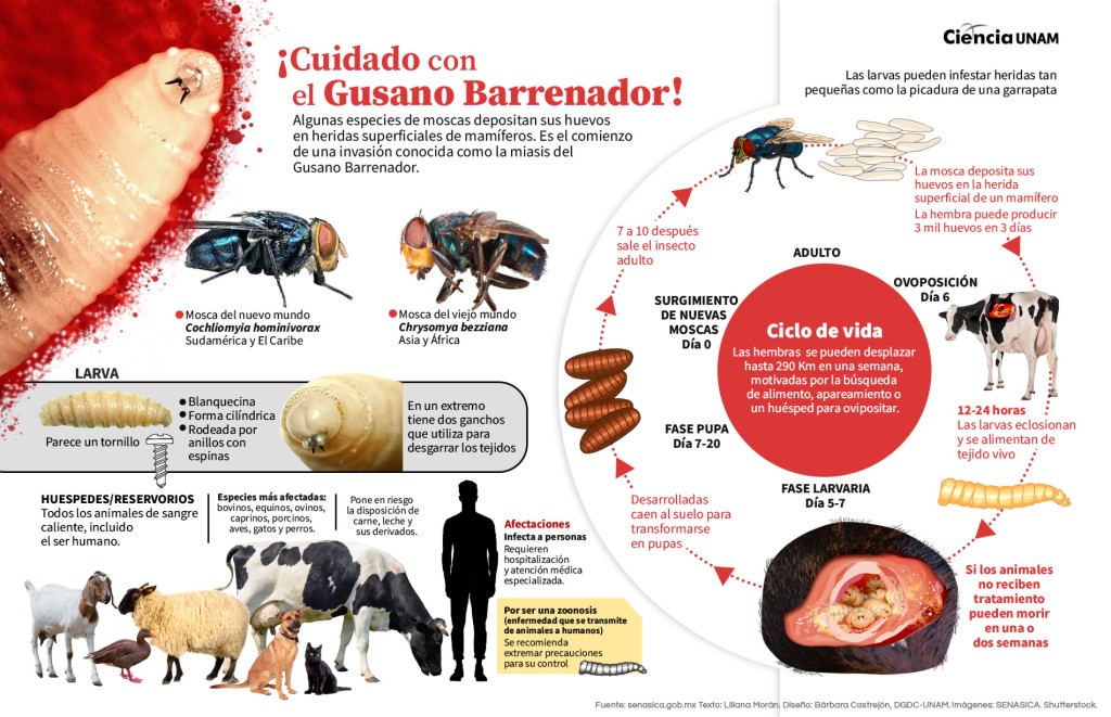Suman ya 794 casos del gusano barrenador en Yucatán