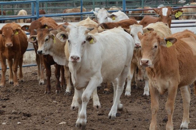 Congreso de Yucatán anticipa mayor presupuesto para el campo y la autosuficiencia alimentaria