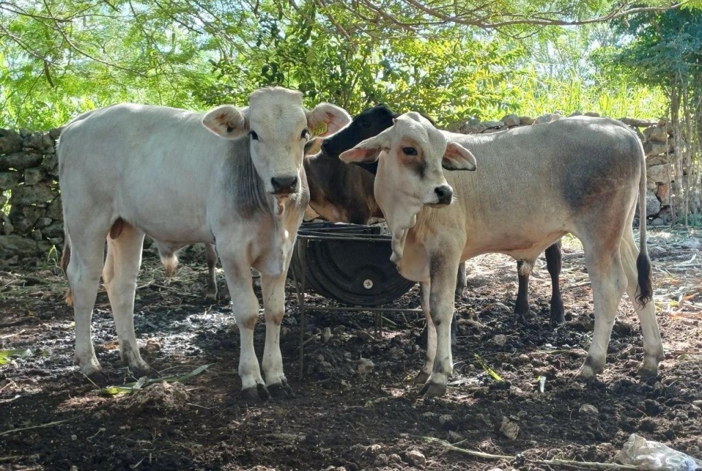 Refuerzan En Yucatán acciones de control del gusano barrenador