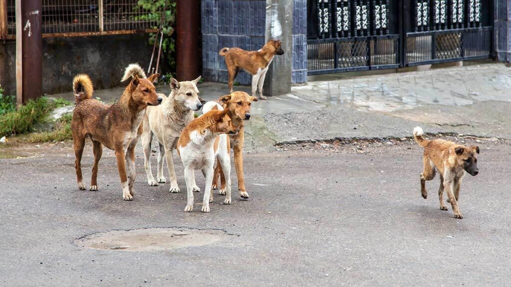 Esterilizarán a cerca de 150 perros en situación de la calle, en Mérida