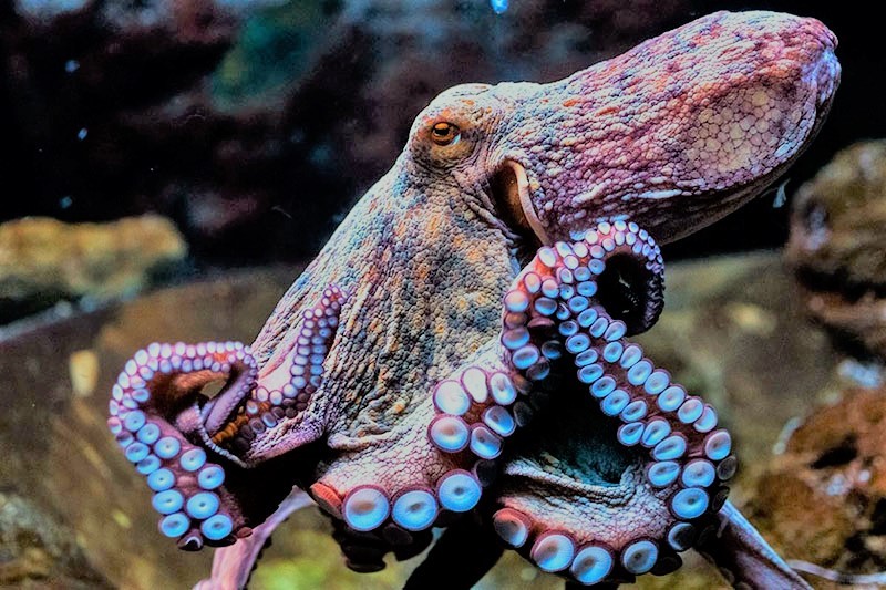 Yucatán, cerca de agotar cuota de captura de pulpo con semanas de temporada pendientes