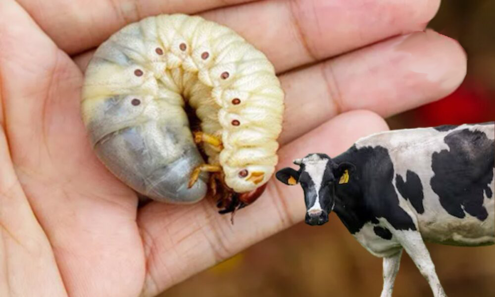 Cero muertes de animales infectados por gusano barrenador