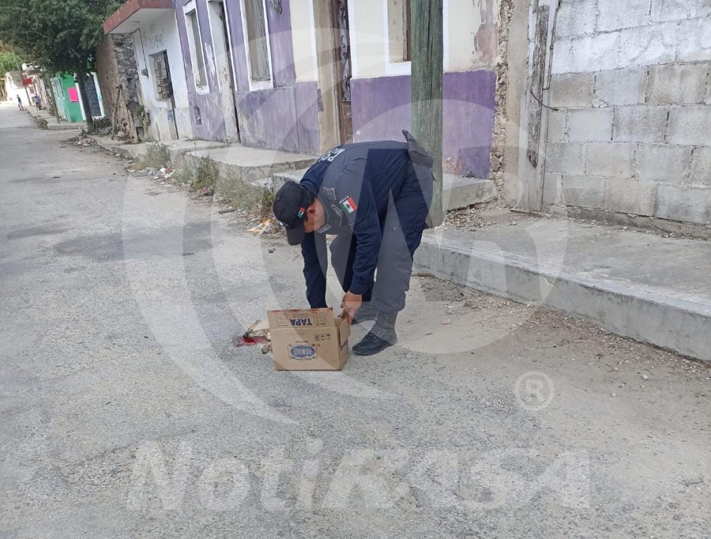 Atropellan a un perro y el causante se dio a la fuga, en Tizimín