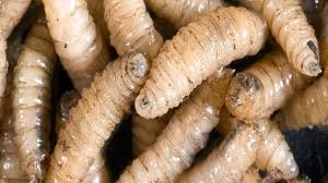 Contin&uacute;an acciones sanitarias para el control del gusano barrenador