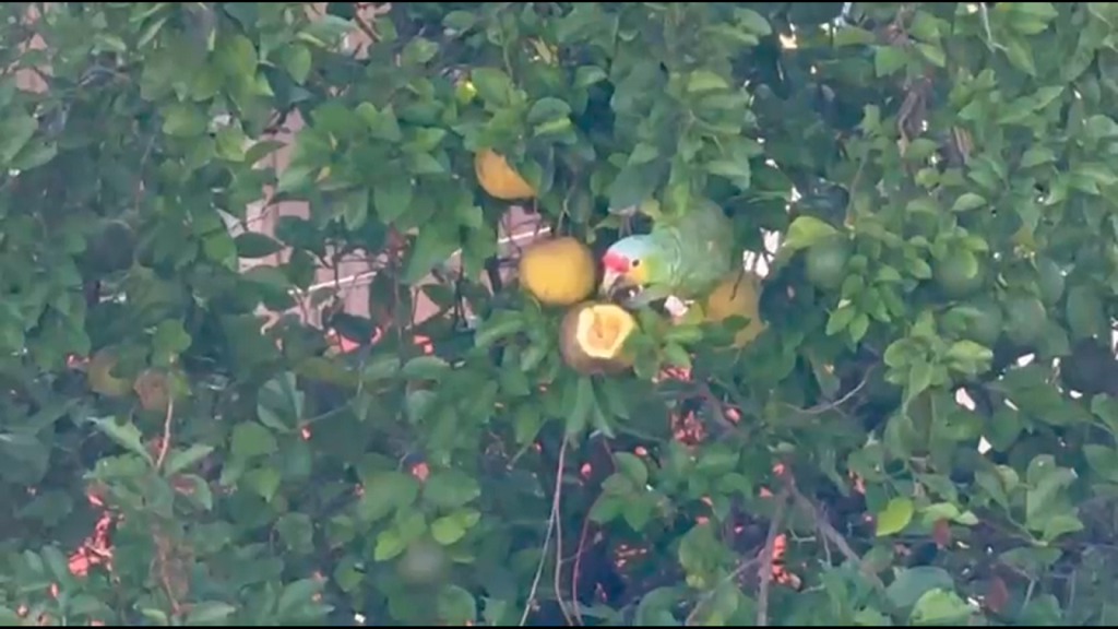 Captan a un loro &ldquo;cachetes amarillos&rdquo; comiendo una naranja agria
