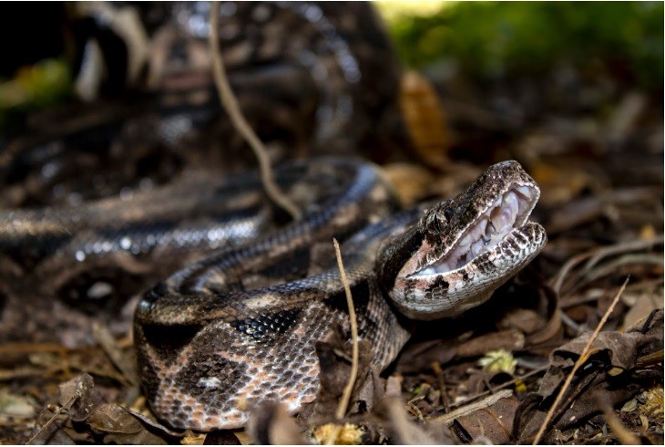 &iquest;Qui&eacute;n invade a qui&eacute;n? Liberan a una och kaan