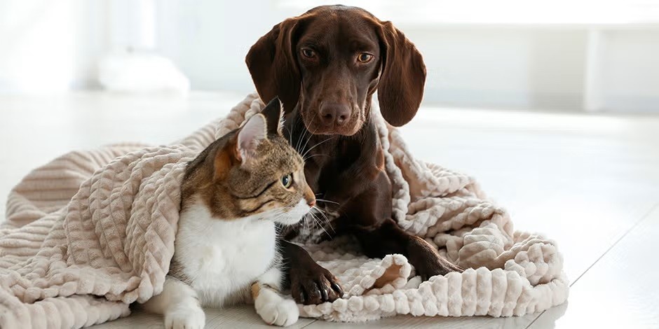 Recomiendan no dejar a sus mascotas en la intemperie, ante el fr&iacute;o