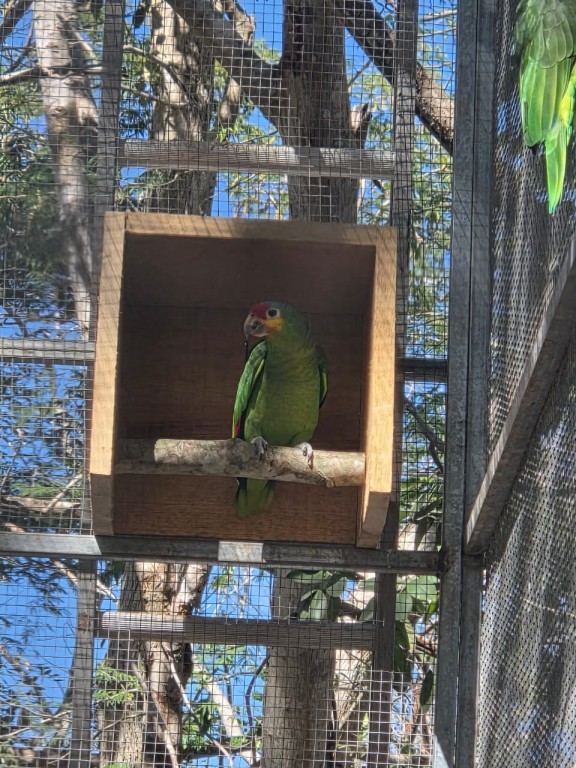 Solicitan, por el fr&iacute;o, ayuda para aves silvestres
