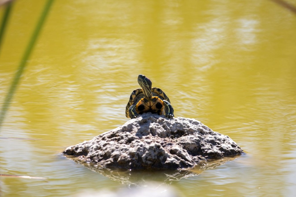 Estrena M&eacute;rida Bio-Corredor Verde, en el poniente de la ciudad