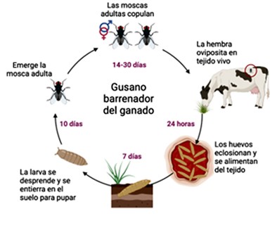 Ya hay menor registro de la presencia del gusano barrenador