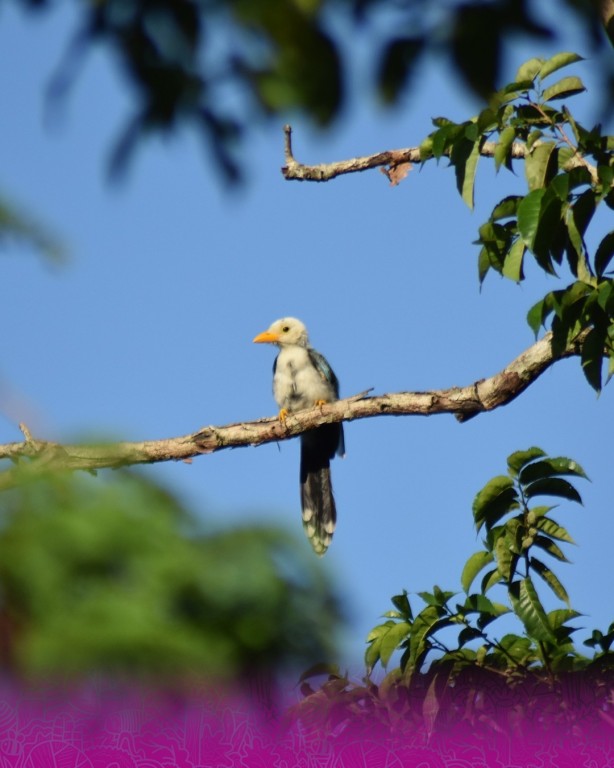 Se suman meridanos al rescate de la reserva Cuxtal