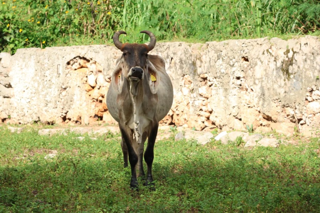 Yucat&aacute;n mantiene Plan Piloto de Supresi&oacute;n contra la mosca del gusano barrenador