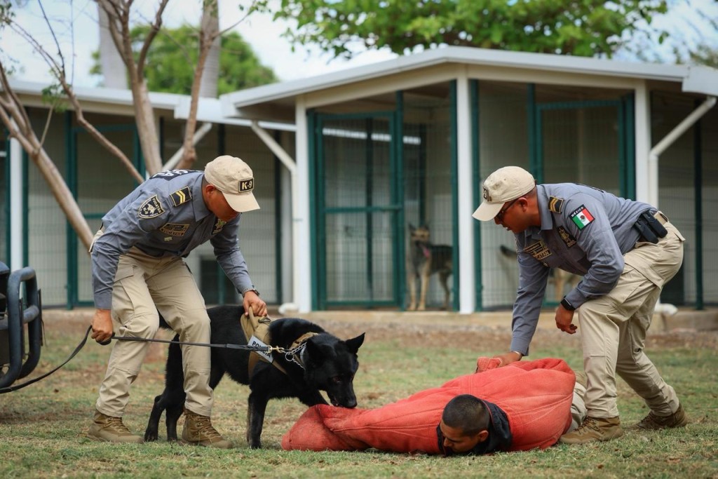 Yucat&aacute;n integra nuevos binomios caninos para detecci&oacute;n de explosivos