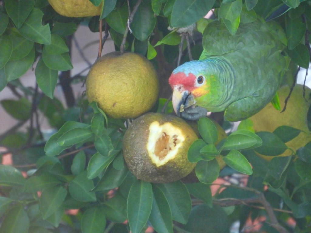 Se buscan muralistas para el nuevo M&oacute;dulo de Atenci&oacute;n Veterinaria para Aves Silvestres