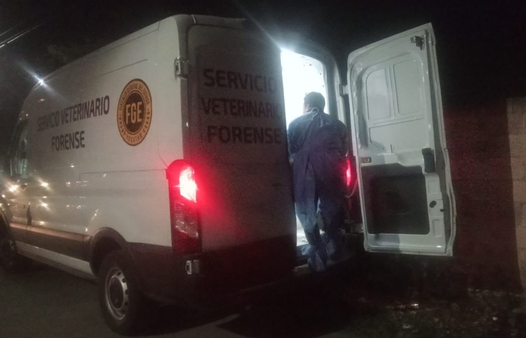 Atropellan a perra cargada, en Tizim&iacute;n, y vecinos enfurecen