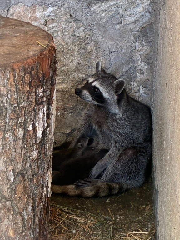 Se reportan m&aacute;s nacimientos en el zoo de Tizim&iacute;n
