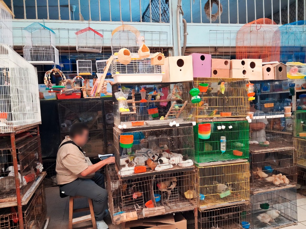 Asegura Profepa 34 ejemplares de fauna silvestre, en el mercado Lucas de G&aacute;lvez