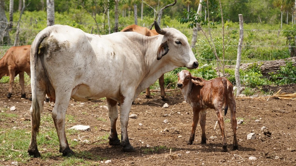 Nacen los primeros siete becerros por inseminaci&oacute;n artificial, en Yucat&aacute;n