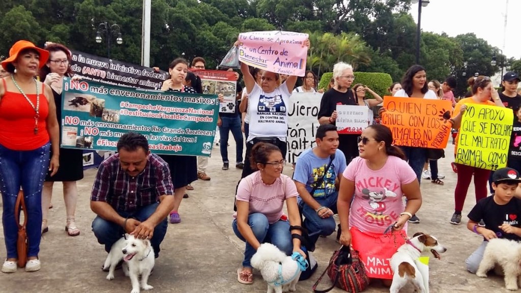 Exigen mejor atenci&oacute;n a casos de maltrato animal, en Progreso