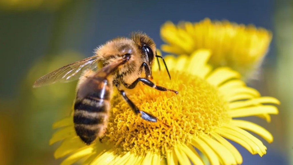 Es el 20 de mayo el Día Internacional de la Abeja