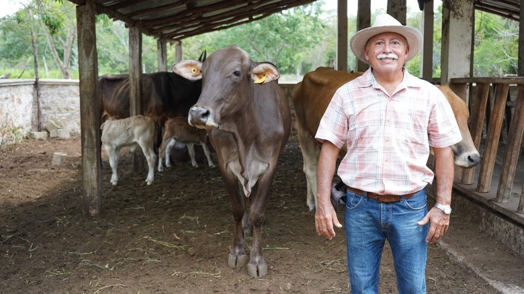 Robustece Programa Renacimiento Ganadero la producci&oacute;n pecuaria en Yucat&aacute;n