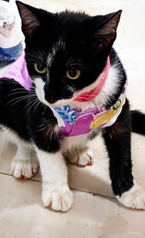 Buscan a gatita de 7 meses extraviada el jueves, por Yucalpetén