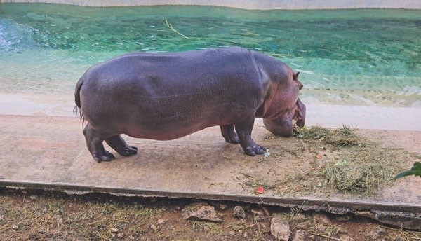 Cuenta Animaya con protocolos de protección para sus más de 600 animales, durante la temporada de lluvias