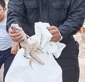 As&iacute; responden los cuerpos de emergencia en Tizim&iacute;n
