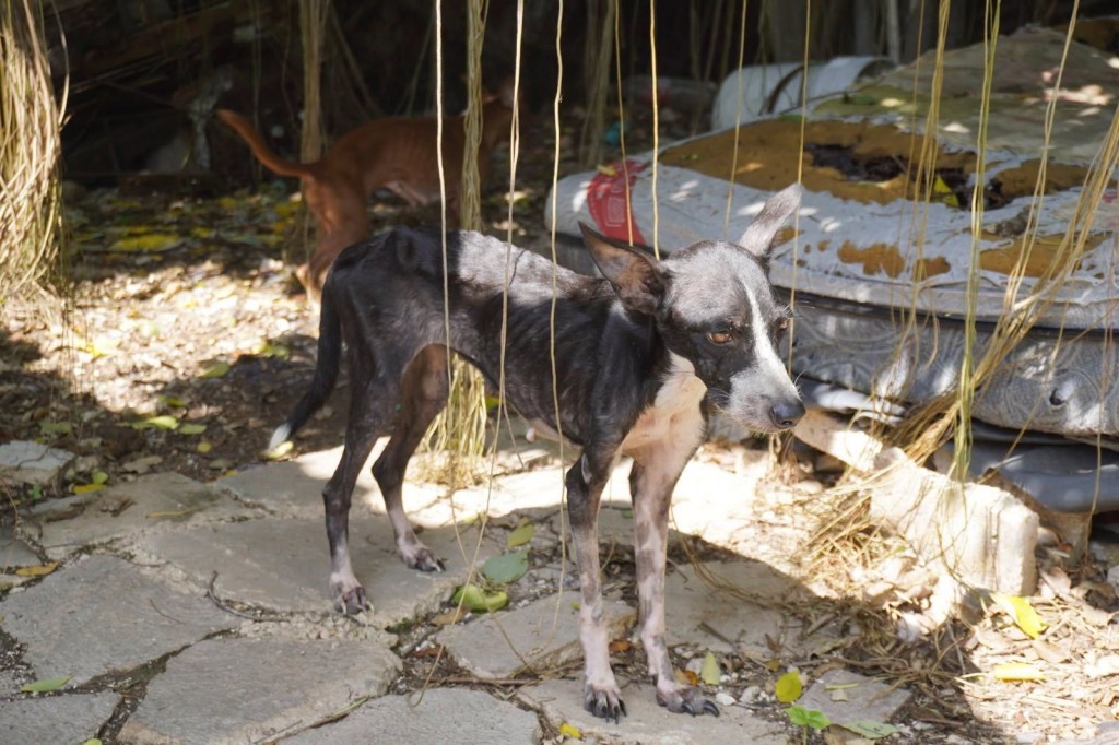 Rescata Ayuntamiento de M&eacute;rida a 48 perros
