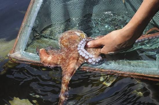 Comienza la temporada de pesca de pulpo, la más rentable para los pescadores