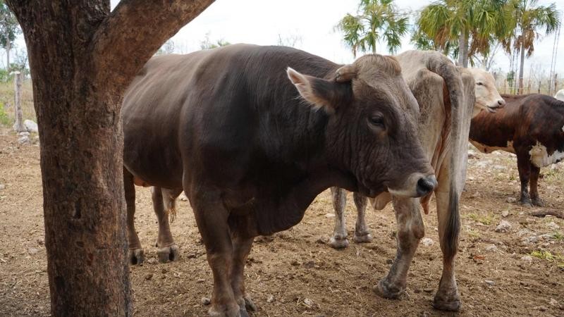 Estrena Tizim&iacute;n carrera de Medicina Veterinaria, a trav&eacute;s del Tecnol&oacute;gico