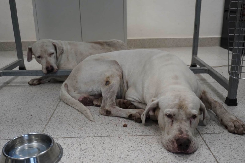 Recibe el due&ntilde;o de los perros de La Boj&oacute;rquez notificaci&oacute;n municipal para poder recuperar a sus mascotas