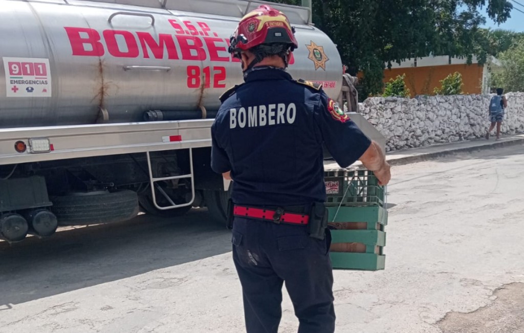 Rescatan a puercoesp&iacute;n de lo alto de un &aacute;rbol, en Tizim&iacute;n