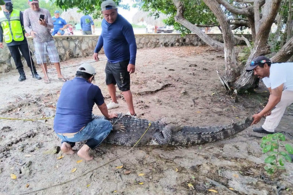 Rescatan y reubican cocodrilo del balneario Chiquil&aacute;, en R&iacute;o Lagartos