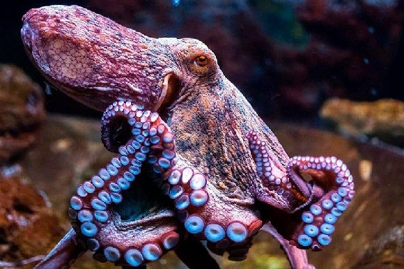 Van 10 mil toneladas de captura de pulpo, pese a las malas condiciones del tiempo de los últimos días