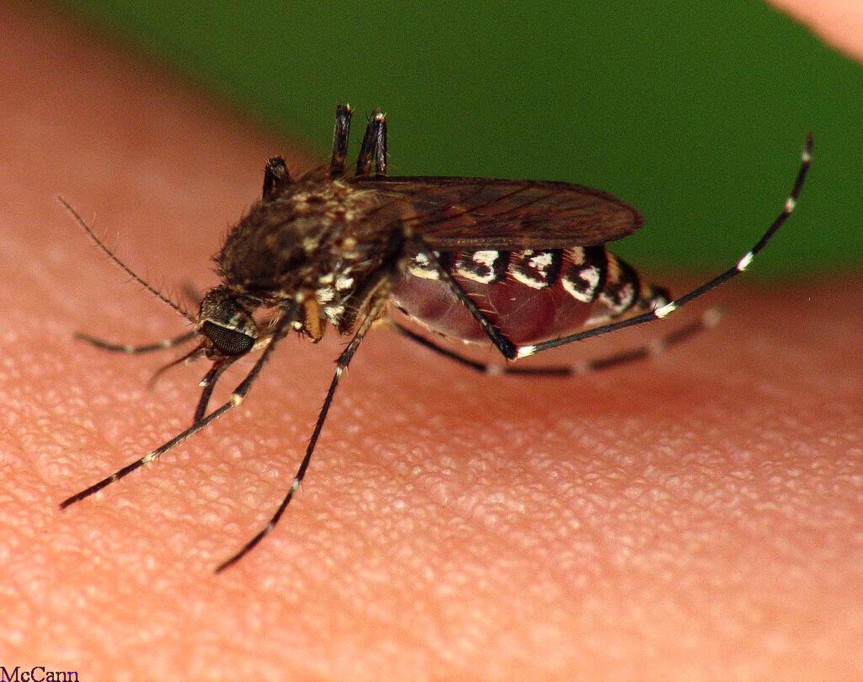 Como prevenir la propagación del dengue en el Estado.
